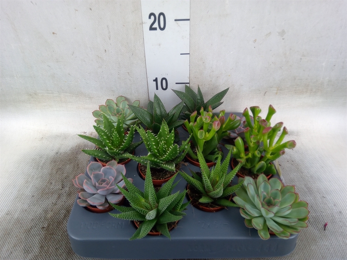 <h4>Succulents   ...mix 6</h4>