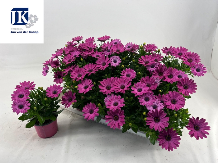 <h4>OSTEO MA LILAC</h4>