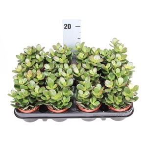 Crassula ovata 'Minor'