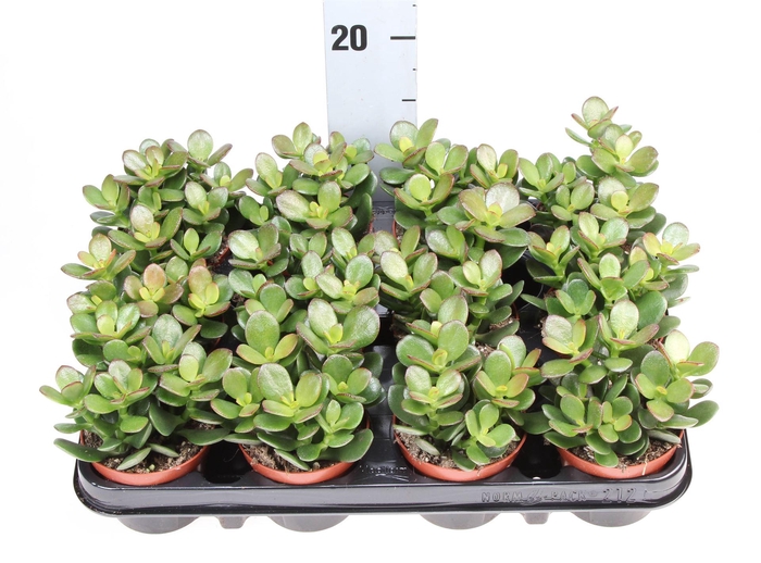 <h4>Crassula ovata 'Minor'</h4>
