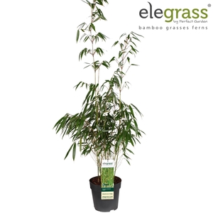 Fargesia robusta Pingwu