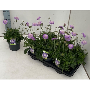 SCAB CO BUTTERFLY BL