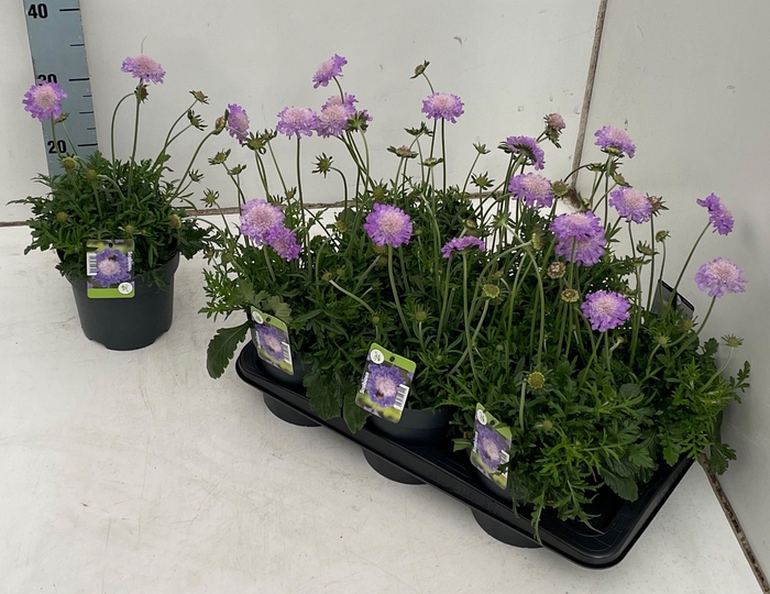 <h4>SCAB CO BUTTERFLY BL</h4>