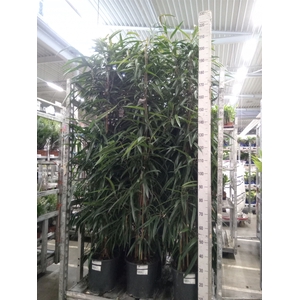 Ficus binn. 'Alii'