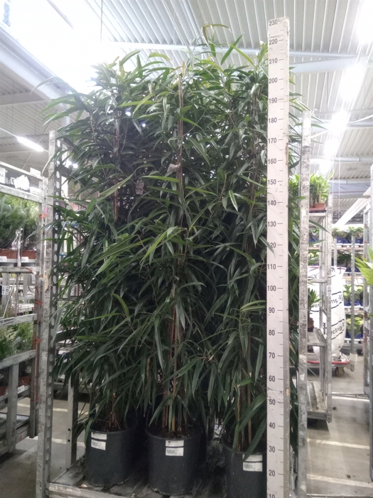 <h4>Ficus binn. 'Alii'</h4>