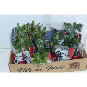 FLOR DE MAIO P11