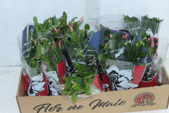 <h4>FLOR DE MAIO P11</h4>