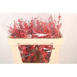 Ilex Verticilata Red