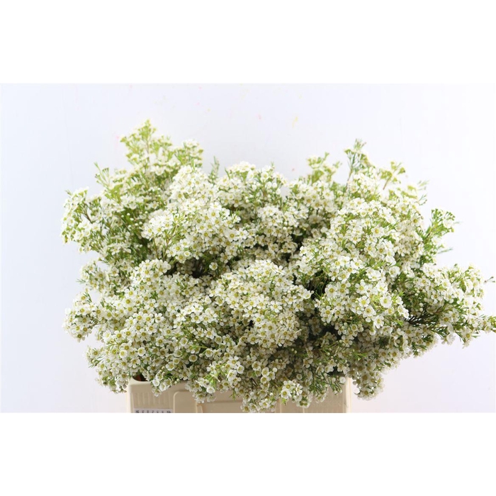 <h4>Chame Un Arbel</h4>