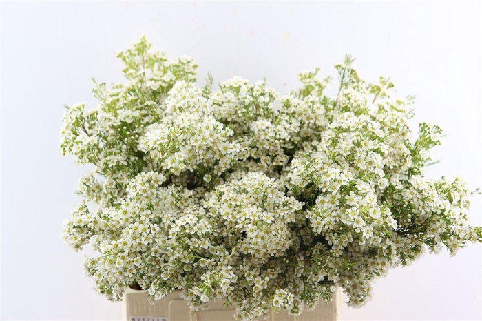 <h4>Chame Un Arbel</h4>