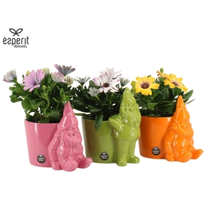 7503643: Solutionss Outdoor summer Osteospermum gemengd