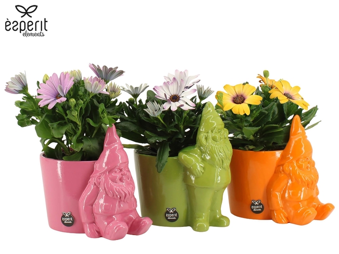 <h4>7503643: Solutionss Outdoor summer Osteospermum gemengd</h4>