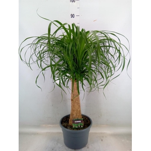 Beaucarnea recurvata