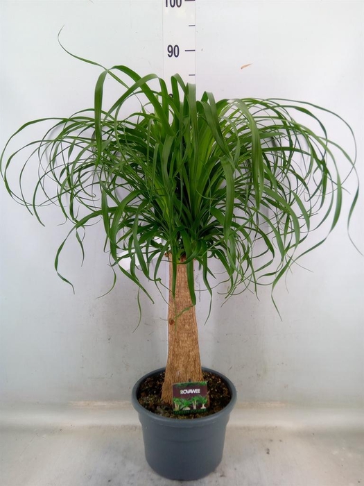 <h4>Beaucarnea recurvata</h4>