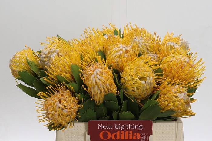 <h4>Nutans Joti</h4>