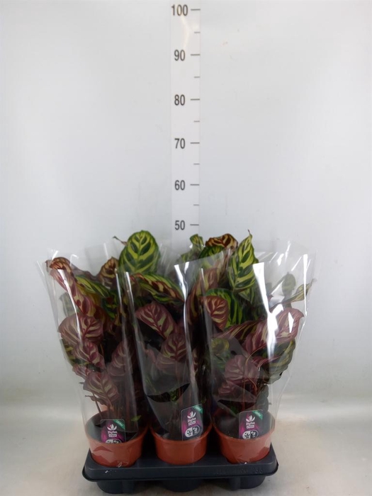 <h4>Calathea makoyana</h4>