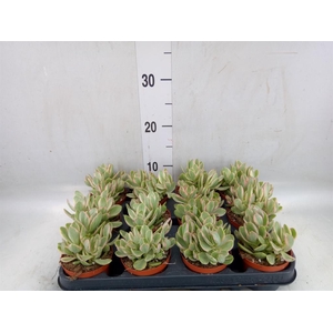 Crassula   ...