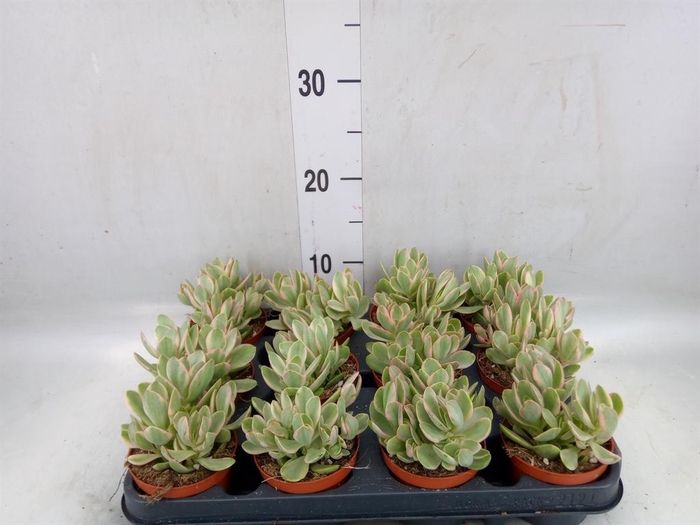 <h4>Crassula   ...</h4>
