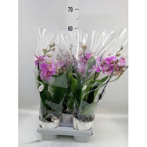 Phalaenopsis   ...mix