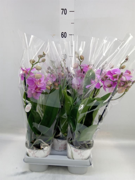 <h4>Phalaenopsis   ...mix</h4>