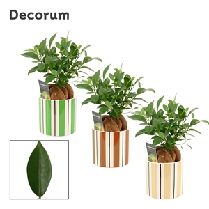 Ficus Ginseng 12 cm Retusa in Beau (Natural bubble-collection)
