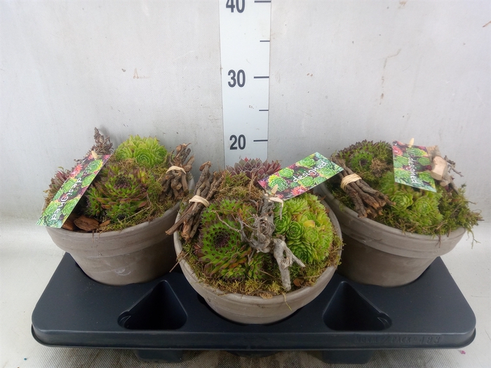 <h4>Planten  ..in schaal L%</h4>