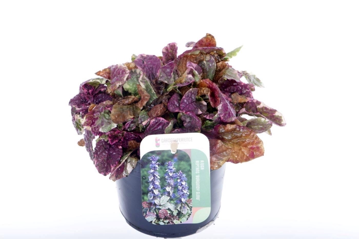 <h4>Ajuga reptans Burgundy Glow</h4>