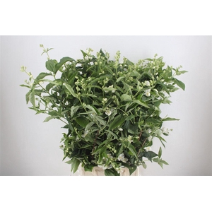 Philadelphus Virgin