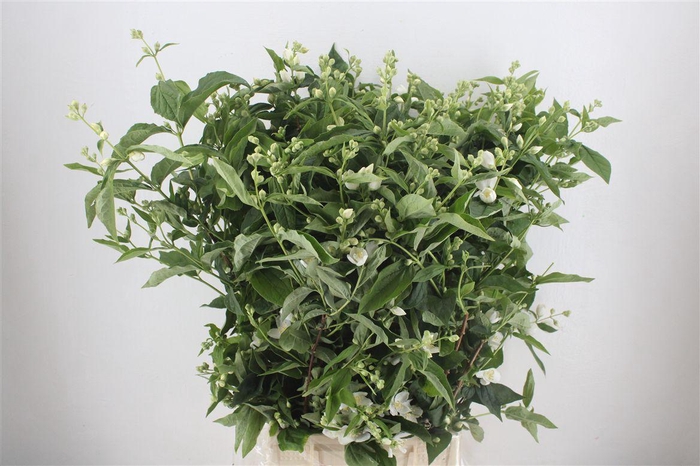 <h4>Philadelphus Virgin</h4>
