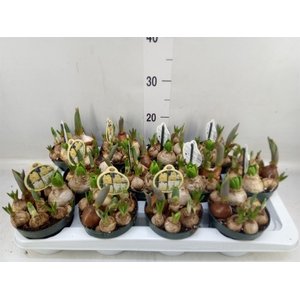 Bolbloemen   ...mix in pot