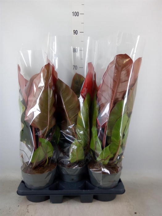 <h4>Philodendron ...</h4>