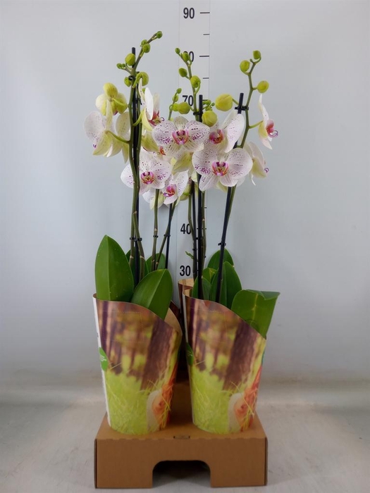 <h4>Phalaenopsis  'Bohemian Goya'</h4>