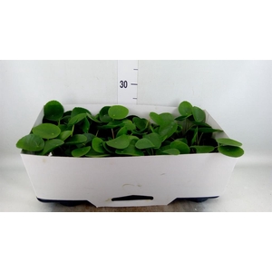Pilea peperomioides