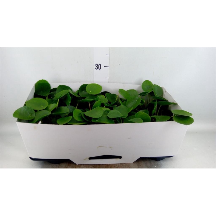<h4>Pilea peperomioides</h4>