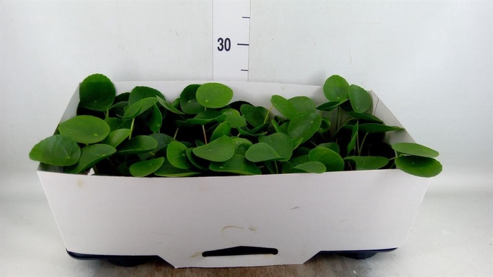 Pilea peperomioides