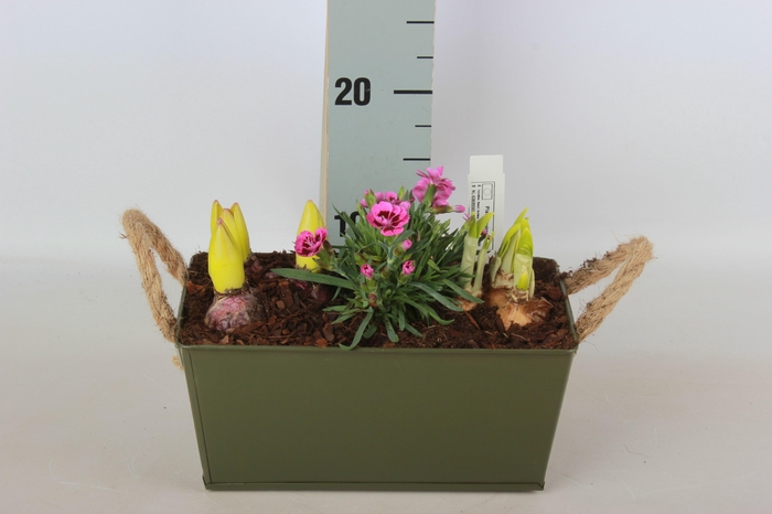 <h4>ARR BOL KNOLGEWAS</h4>