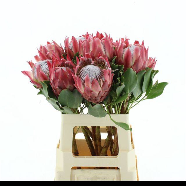 <h4>PROTEA CY RED REX</h4>