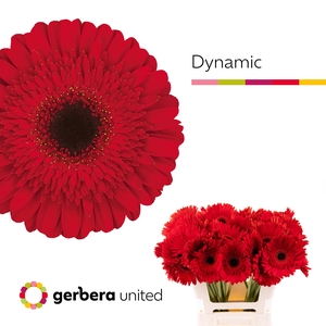 Gerbera Dynamic Water