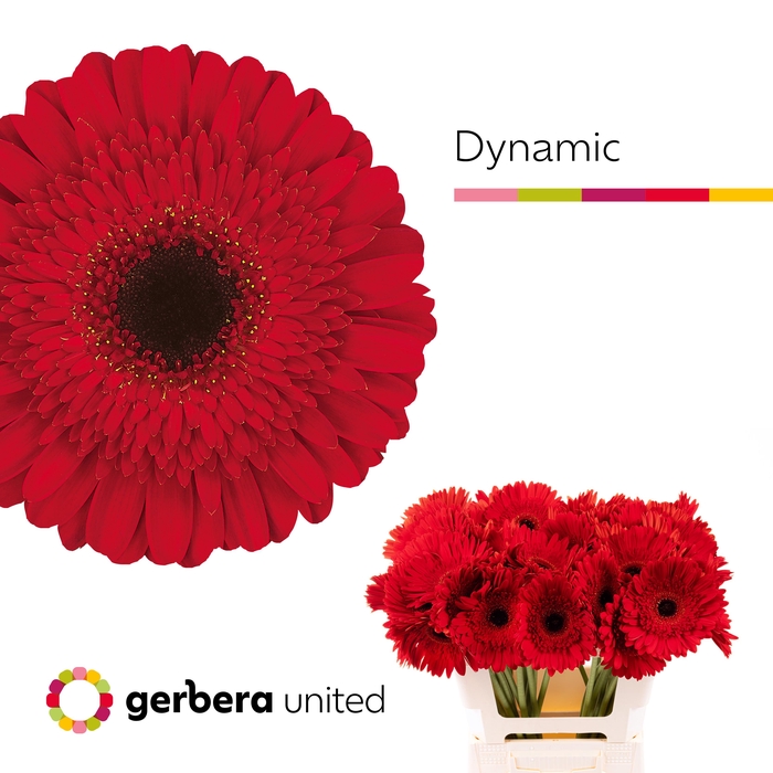 <h4>Gerbera Dynamic Water x40</h4>