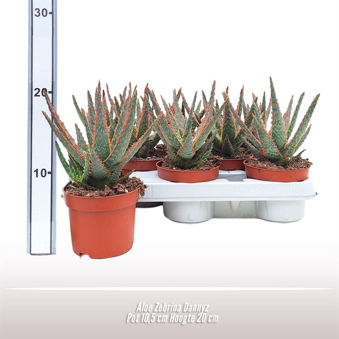 <h4>Aloe Zebrina Dannyz</h4>