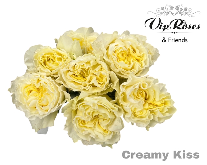 <h4>R GR CREAMY KISS</h4>