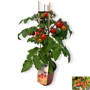 TOMATENPLANTEN