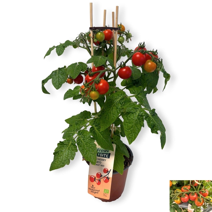 <h4>TOMATENPLANTEN</h4>