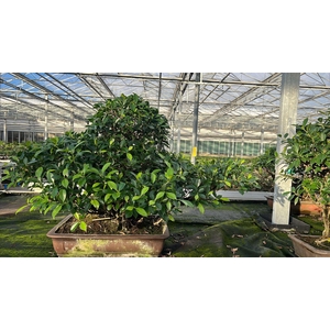 Ficus retusa, pot 61 cm. Height 85cm.( single item) (kopie)