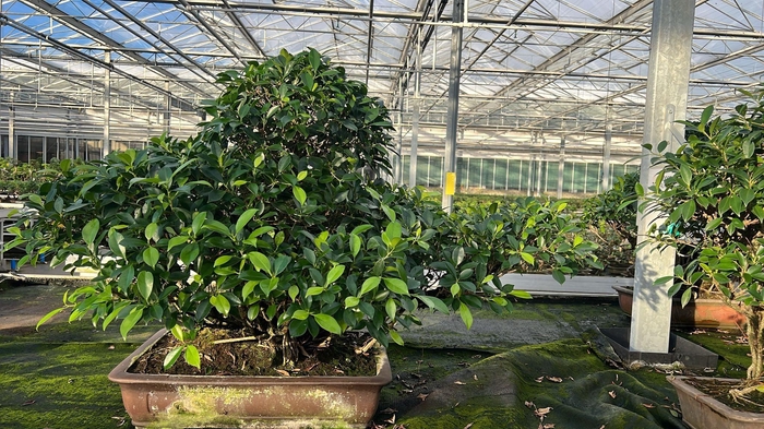 <h4>Ficus retusa, pot 61 cm. Height 85cm.( single item) (kopie)</h4>