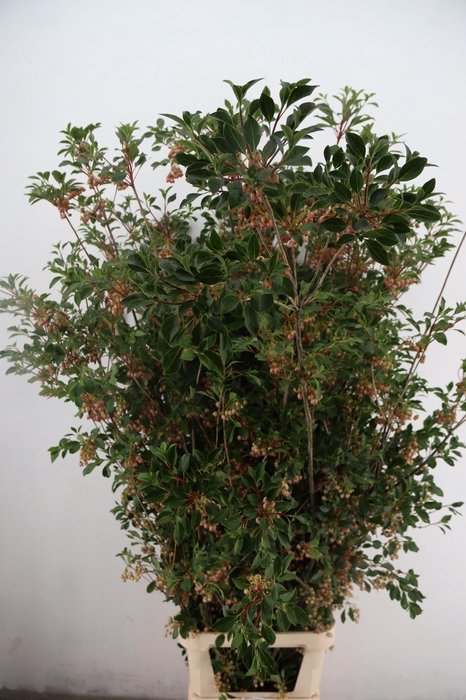 <h4>DECOGROEN OV BS</h4>