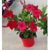 Dipladenia