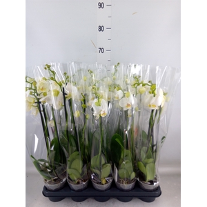 Phalaenopsis   ...white