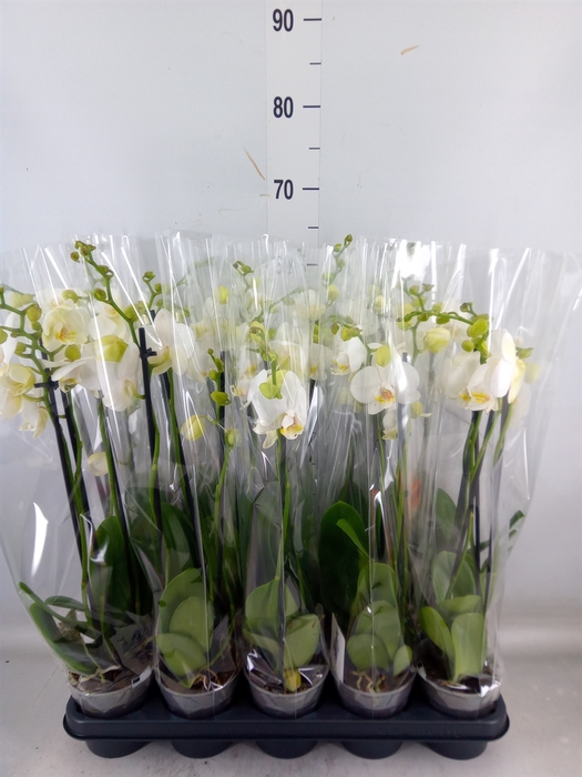 <h4>Phalaenopsis   ...white</h4>
