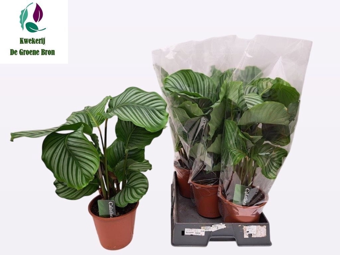 <h4>CALAT ORBIFOLIA</h4>